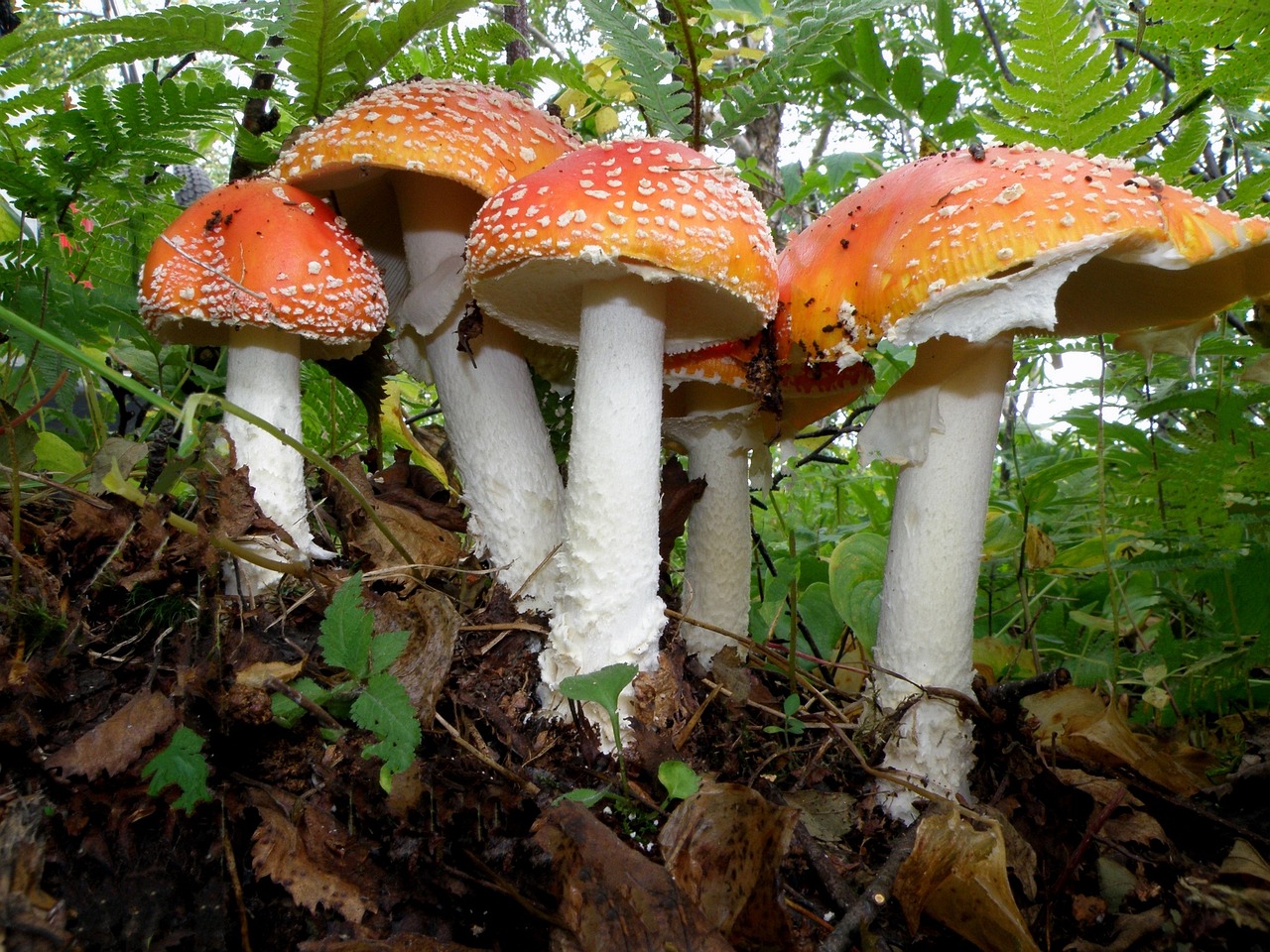 mushrooms mycellium