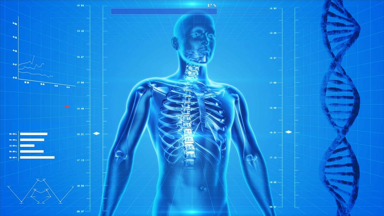 human skeleton human body anatomy